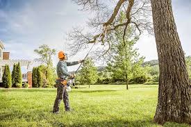 Best Tree Disease Treatment  in Woodlynne, NJ