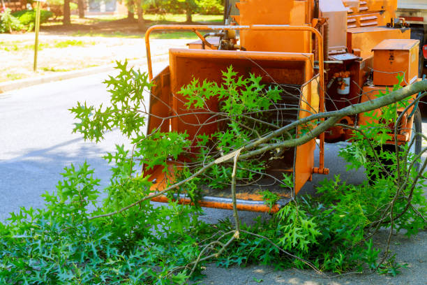 Best Seasonal Cleanup (Spring/Fall)  in Woodlynne, NJ