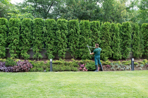 Best Lawn Renovation and Restoration  in Woodlynne, NJ