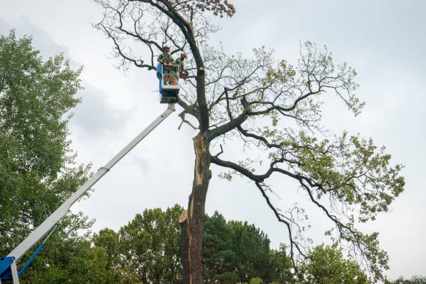 Best Emergency Tree Removal  in Woodlynne, NJ